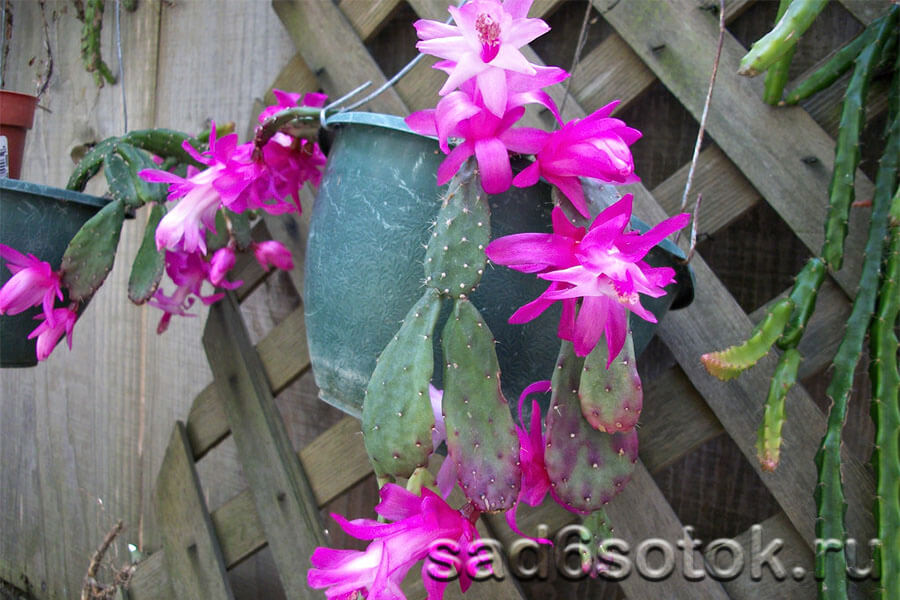 Шлюмбергера опунциевидная (Schlumbergera opuntioides)