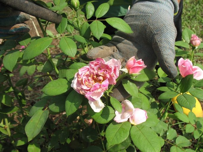 Болезни садовых роз