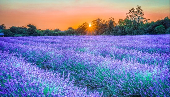 лаванда свет фото