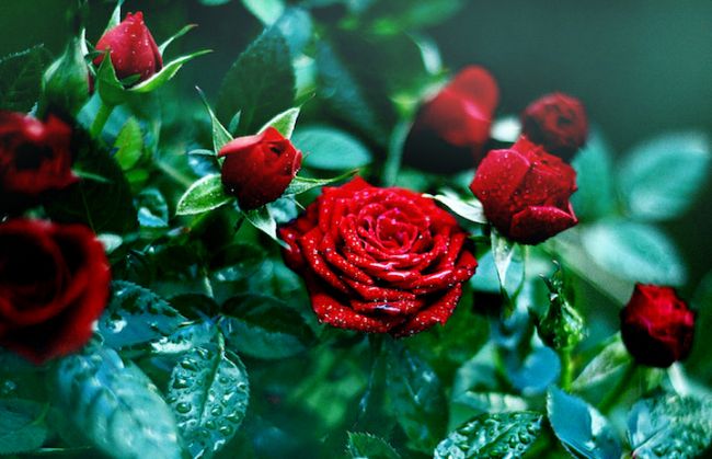 Фото кустовой розы