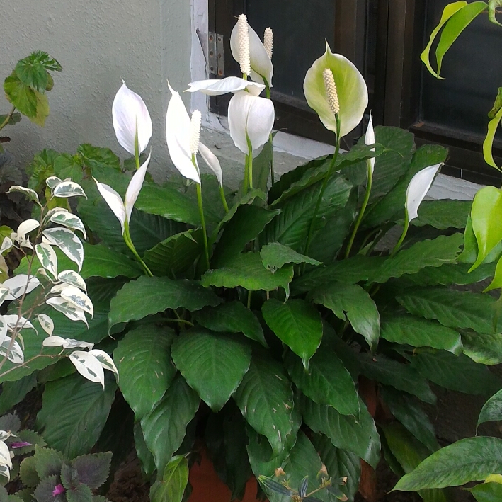 Почему не цветет цветок женское. Спатифиллум Уоллиса (Spathiphyllum wallisii). Спатифиллум Уоллиса Ромео. Спатифиллум Снежная вершина. Спатифиллум Уоллиса цветение.