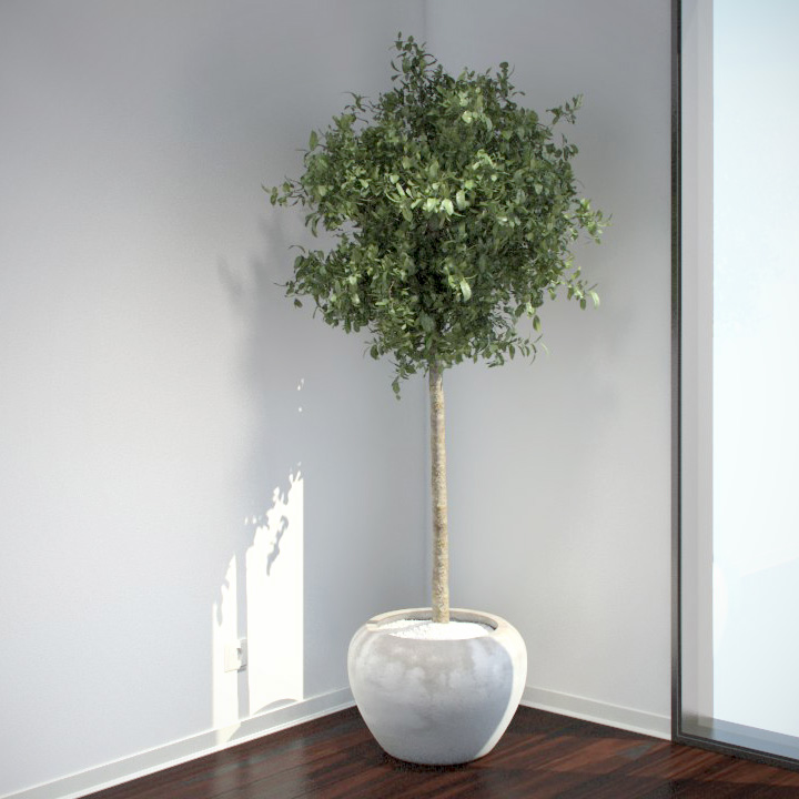 лавровое дерево в домашних условиях