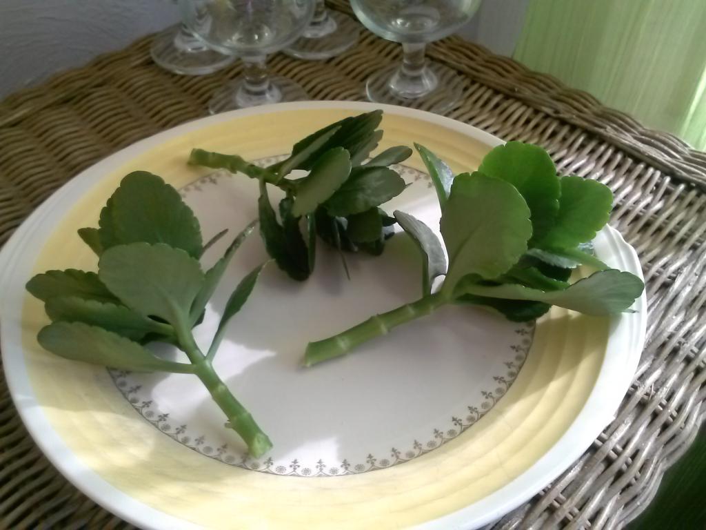 Отросток каланхоэ