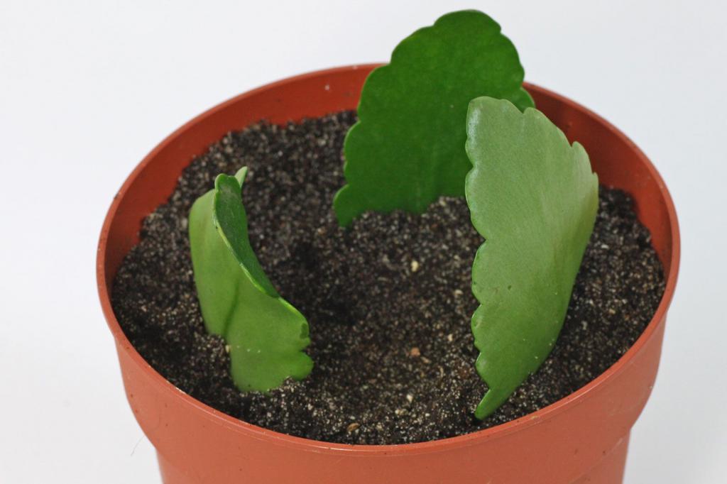 Размножение листом