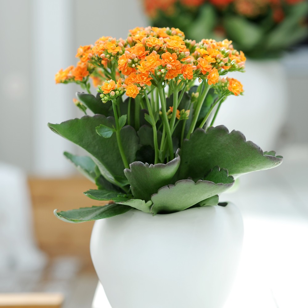 Каланхоэ как выращивать