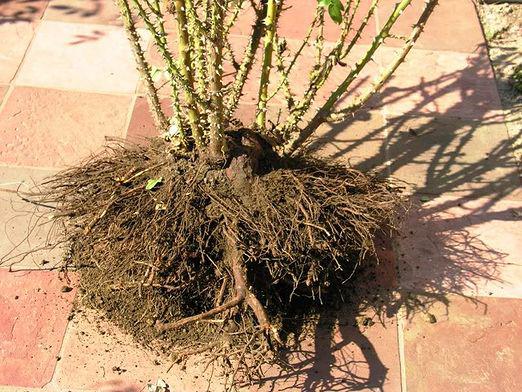 Корень розы