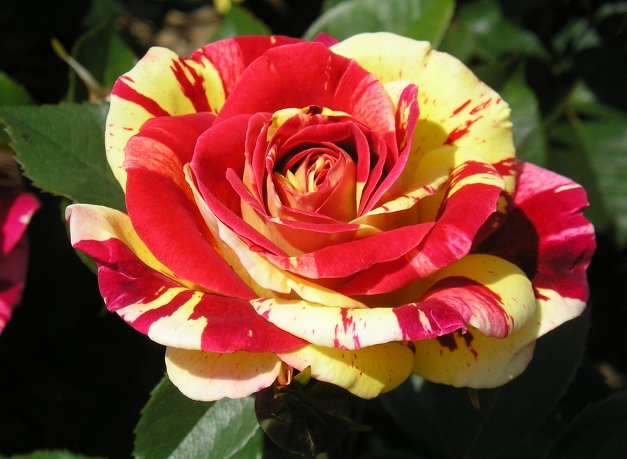 Необычная желто-красная роза