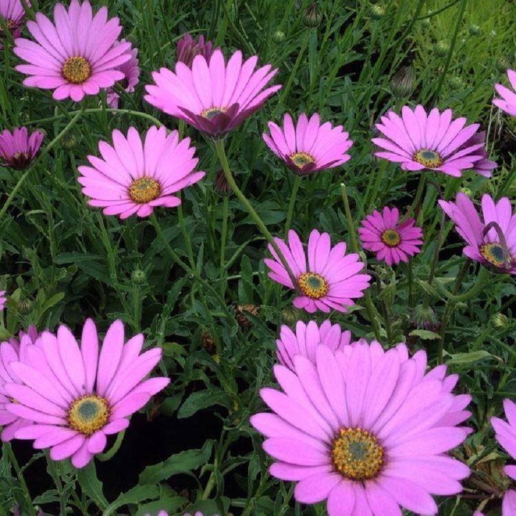 Osteospermum jucundum