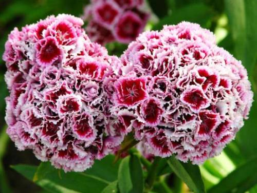 цветок гвоздика фото