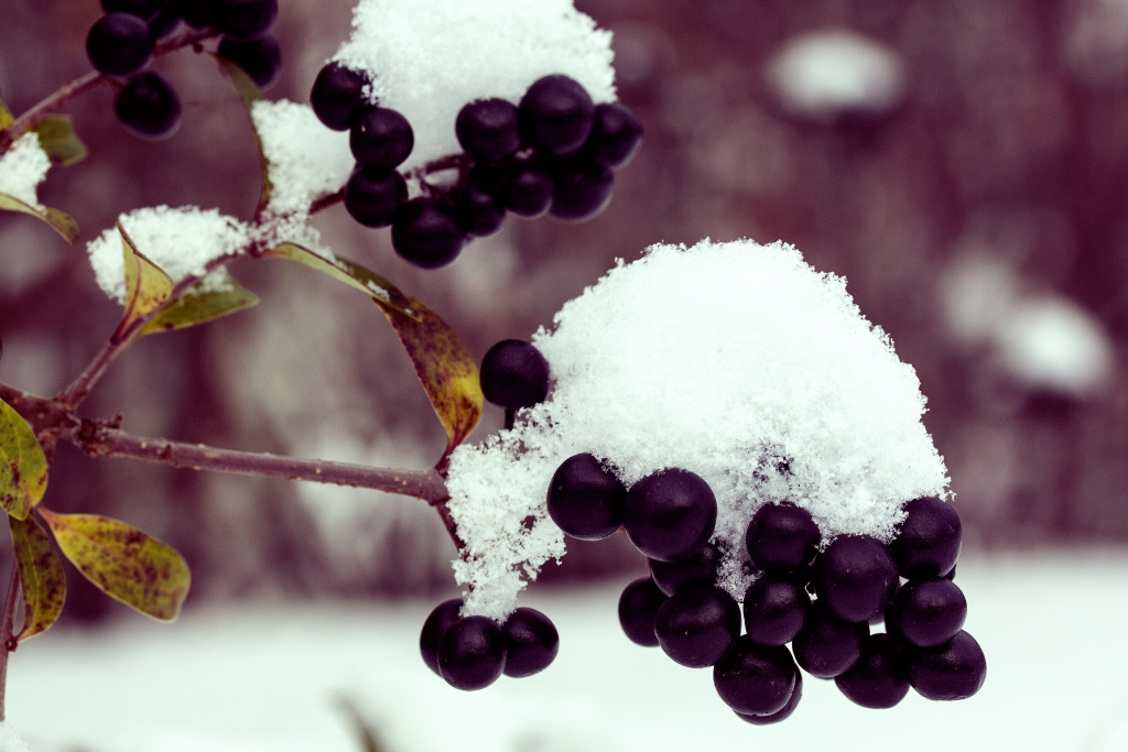Черноплодная рябина рецепты приготовления на зиму