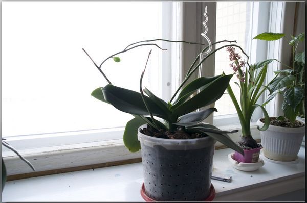 Ростущая орхидея