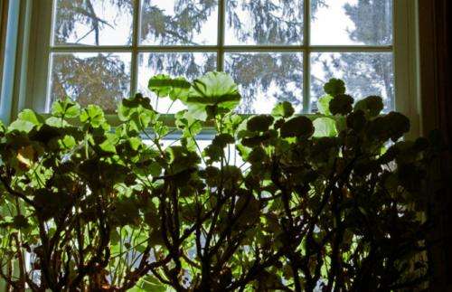 Clearing the air: The hidden wonders of indoor plants