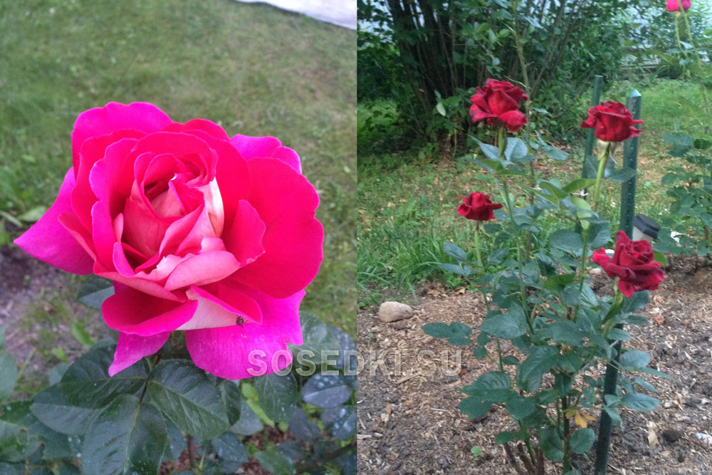 Мои розы 2019: Роза чайно-гибридная Шакира и Роза чайно-гибридная Блэк баккара (ФОТО)