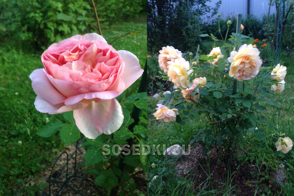 Мои розы в саду: Английская роза Девида Остина и  Роза Голден Селебрейшен  (ФОТО)