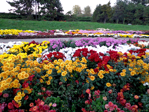 Вид цветов хризантем