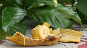 Применение банановой кожуры для растений