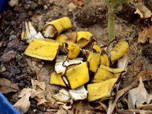 Польза использования банановой кожуры для растений