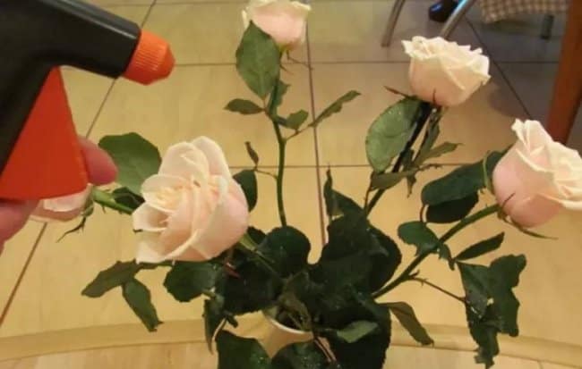 Срезанные розы рекомендуется опрыскивать после каждого обновления воды