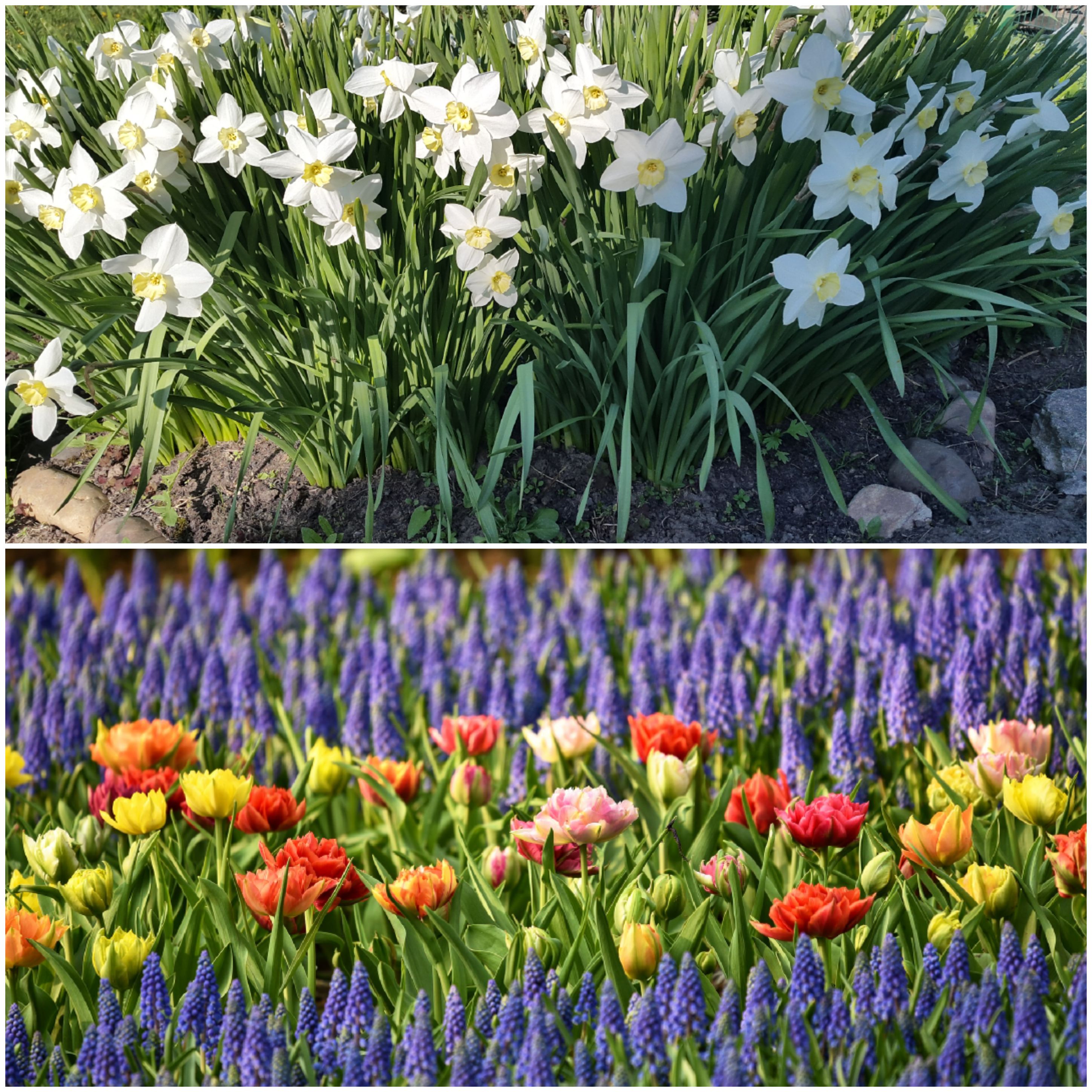 Когда рассаживать нарциссы. Нарциссы в саду. Нарциссы в ландшафтном дизайне. Луковичные, цветущие в мае июне. Букетная посадка луковичных.