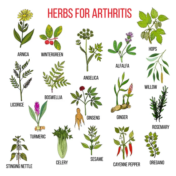 Herbs to fight arthritis boswellia, willow, celery, ginger, arnica, wintergreen, andelica, alfalfa, hop, licorice, ginseng, rosemary, turmeric, stringing nettle, sesame, cayenne pepper, oregano Vector Graphics