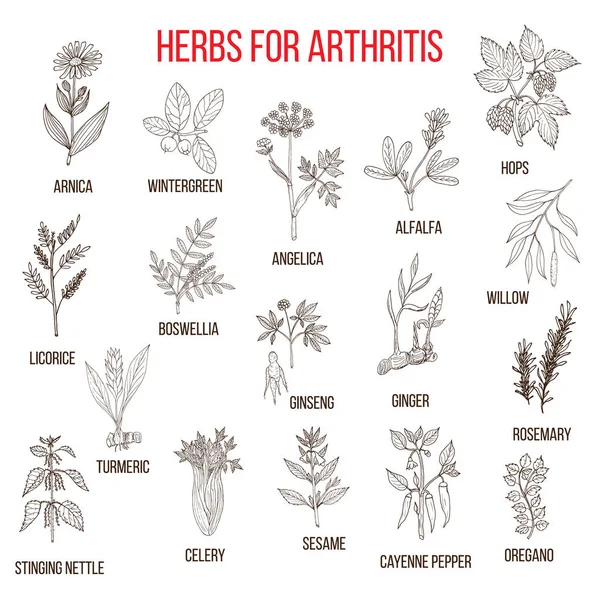 Herbs to fight arthritis boswellia, willow, celery, ginger, arnica, wintergreen, andelica, alfalfa, hop, licorice, ginseng, rosemary, turmeric, stringing nettle, sesame, cayenne pepper, oregano Royalty Free Stock Vectors