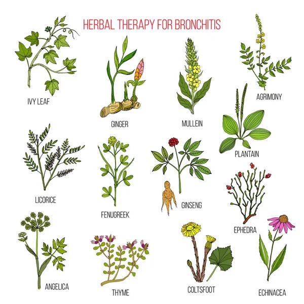 Herbal therapy for bronchitis ivy, ginger, mullein, agrimony, licorice, fenugreek, ginseng, ephedra, plantain, angelica, thyme, coltsfoot, echinacea Stock Vector