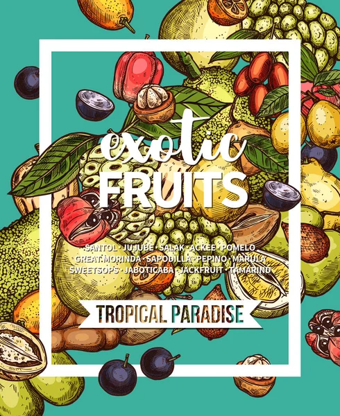 Exotic tropical fruit sketch banner of food design Vector Graphics