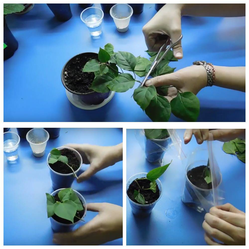 размножение бугенвиллии размножение бугенвиллии