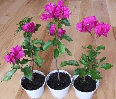 бугенвиллия дома