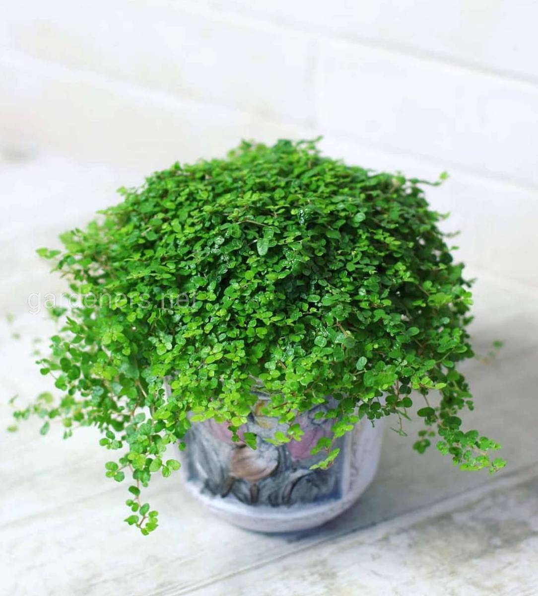 Комнатное растение солейролия (гелксина): уход в домашних условиях