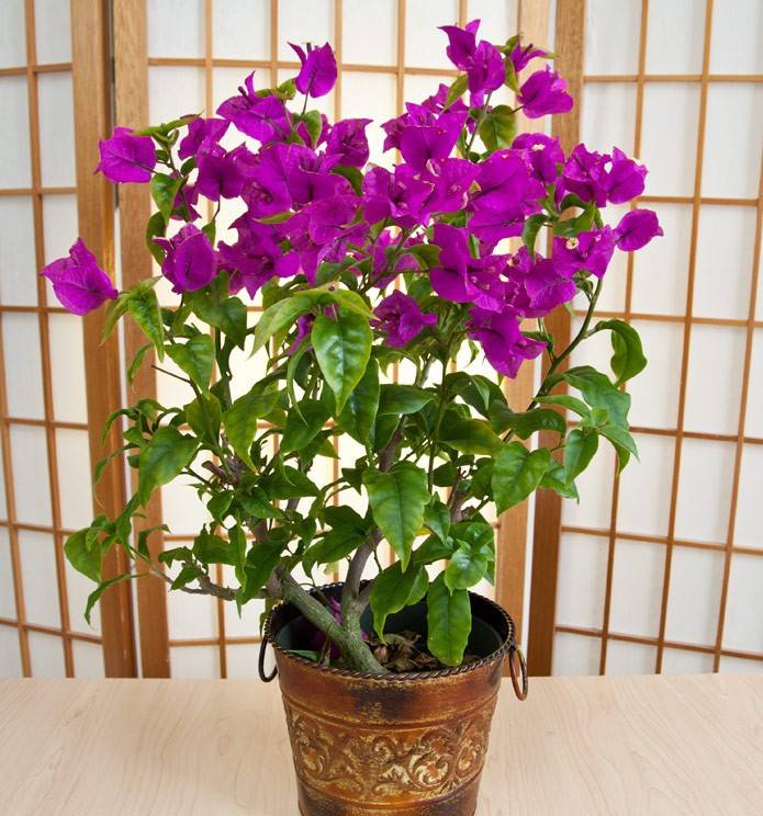 размножение бугенвиллии как вырастить бугенвиллию дома