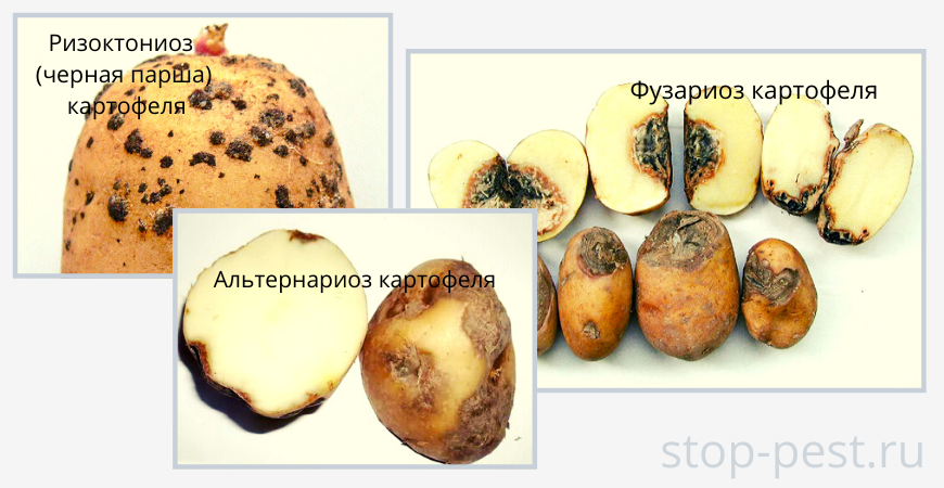 Примеры гнилей картофеля (ризоктониоз, фузариоз, альтернариоз)