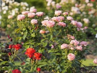 Чем флорибунда отличается от чайно-гибридной розы? 