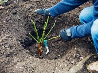 Почвопокровные розы: сорта, выращивание и применение в ландшафтном дизайне