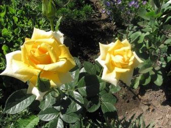 Желтые розы: описание и выращивание лучших сортов 