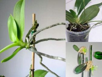 Как в домашних условиях размножать орхидею фаленопсис?