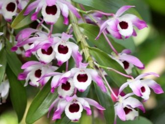Орхидея дендробиум нобиле: описание и особенности выращивания