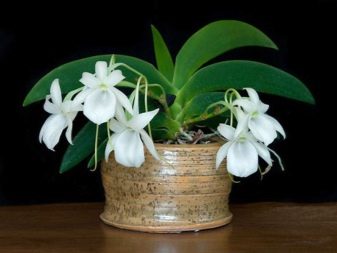 Белые орхидеи: виды и уход в домашних условиях