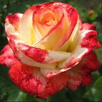 Чем флорибунда отличается от чайно-гибридной розы? 