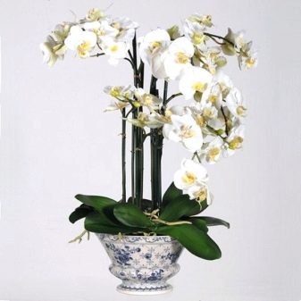 Какими бывают горшки для орхидей и как выбрать лучший из них?