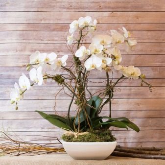 Какими бывают горшки для орхидей и как выбрать лучший из них?