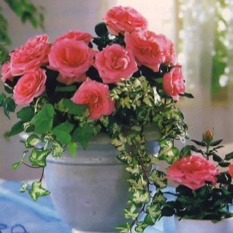 Разновидности комнатных роз и уход за ними в домашних условиях