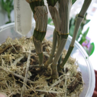 Орхидея дендробиум нобиле: описание и особенности выращивания