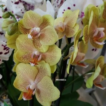 Желтые орхидеи: описание, виды и уход