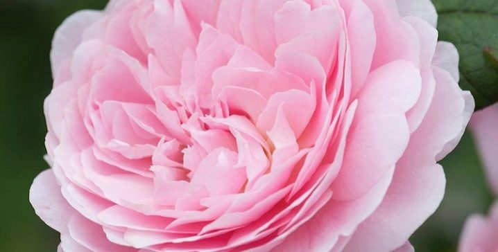 Английские розы: сорта, советы по выбору и уходу