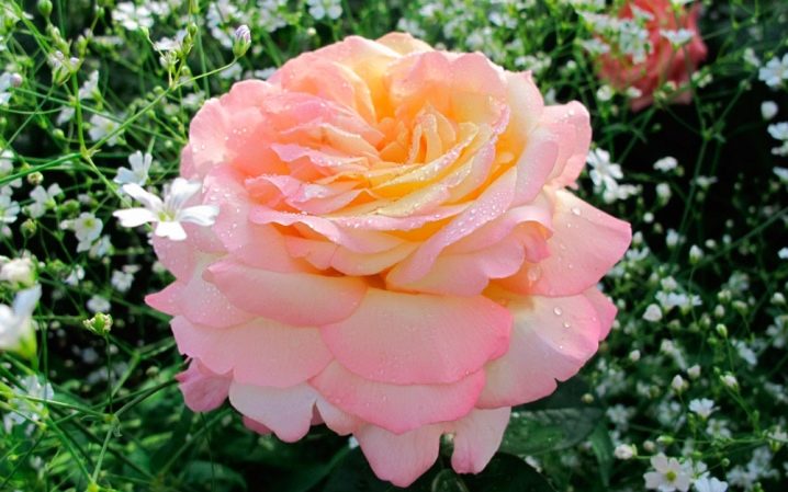 Желтые розы: описание и выращивание лучших сортов 