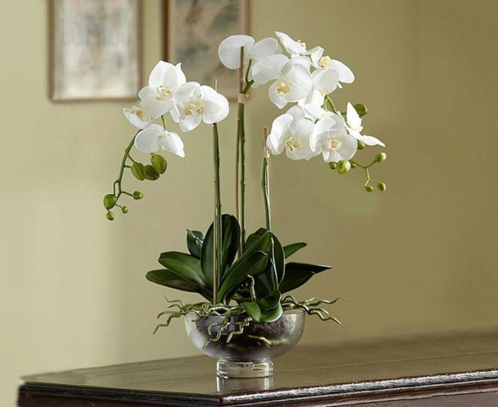 Белые орхидеи: виды и уход в домашних условиях