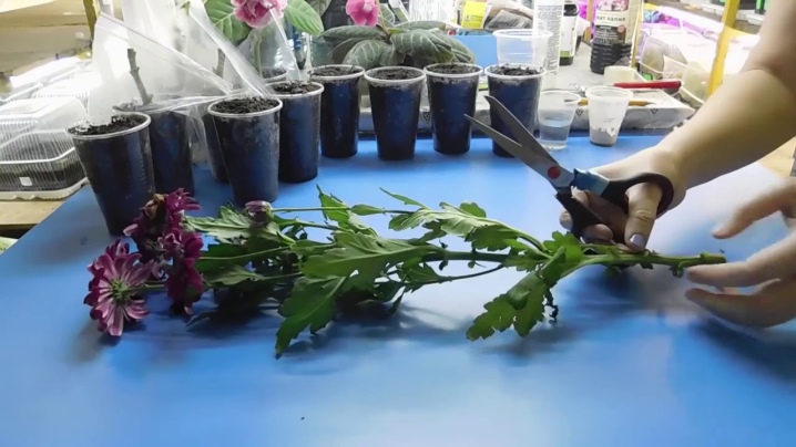 Хризантема мультифлора: особенности, разновидности и выращивание