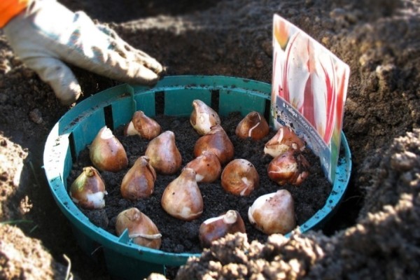 Высаживать больные луковицы нельзя – они все равно не вырастут в красивые растения