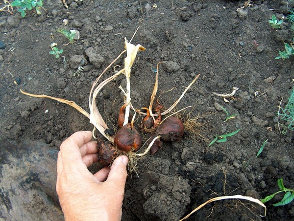 Лучше после цветения извлекать луковицы из грунта и оставлять их в сухом темном месте